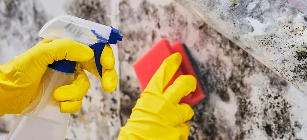 Elimina las manchas de moho de tus paredes