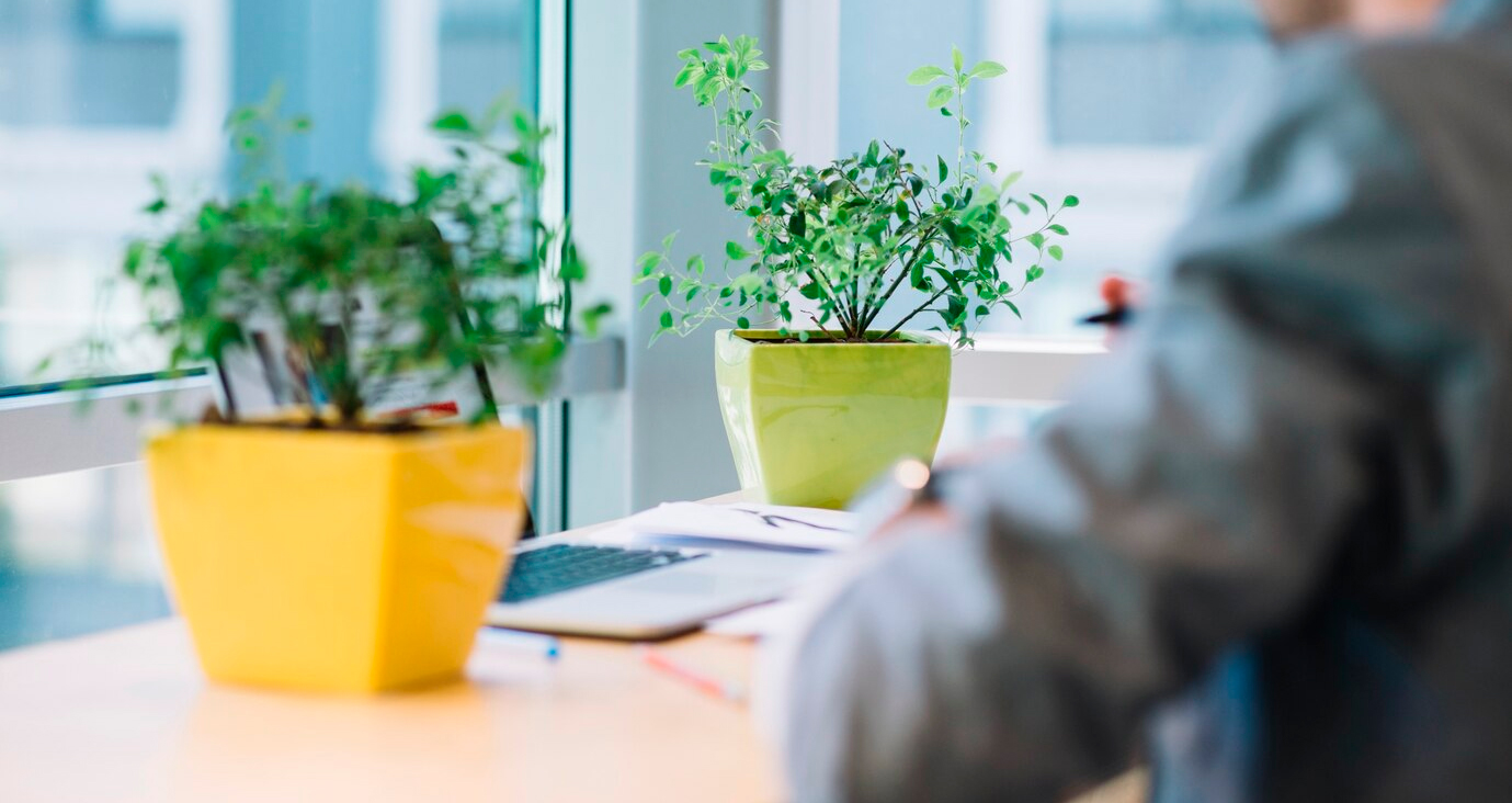 Las plantas en las oficinas Tendencias beneficios y consejos practicos